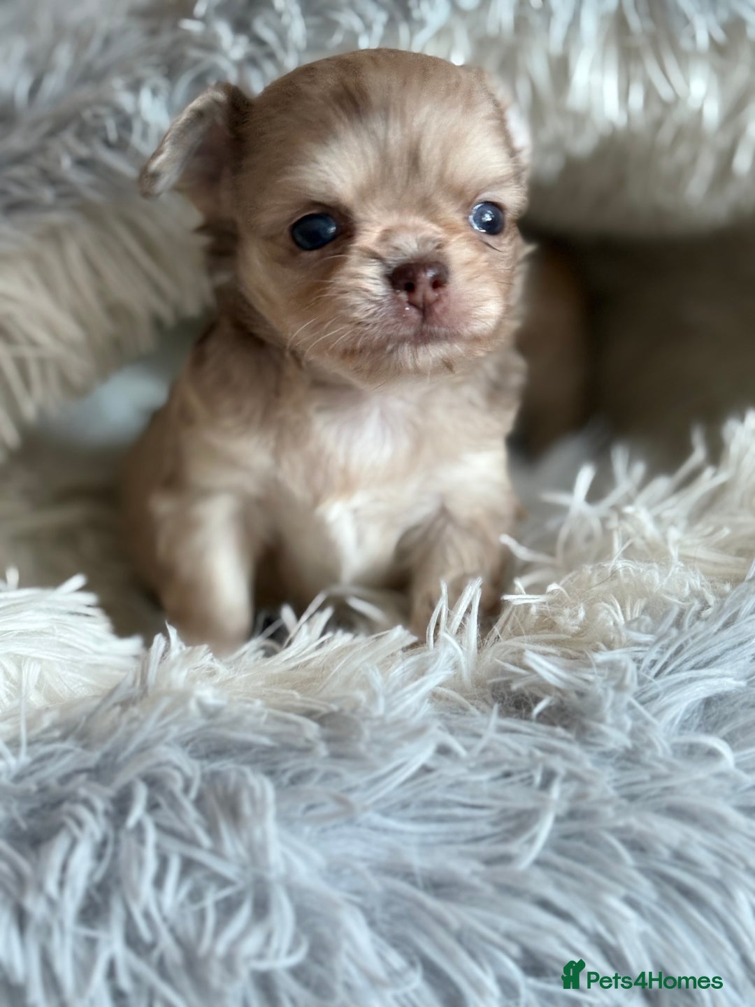 Chihuahua dogs for sale: Merle chihuahua boy  - Advert 2