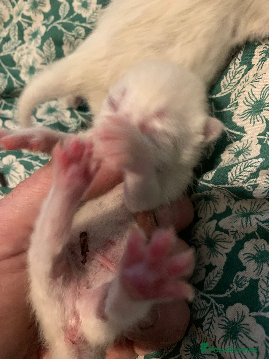 Siamese cats for sale: 🐾✨ White Siamese Maggir Became a Mum! ✨🐾 - Image 26