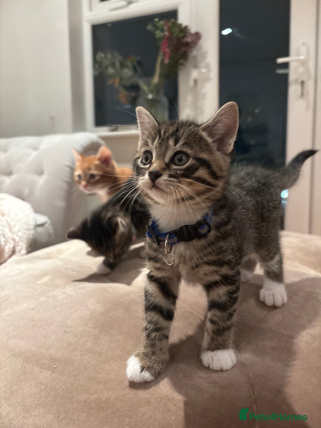 Mixed Breed cats for sale: Gorgeous mixed breed bengal and calico kittens - Advert 20