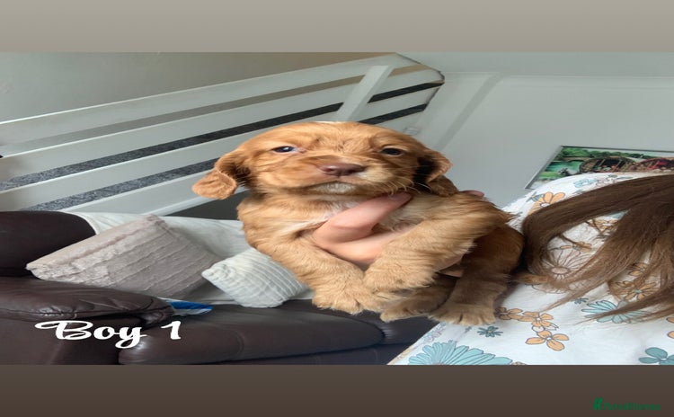 Cocker Spaniel dogs - Advert 6