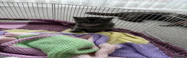 British Shorthair Kitten 1