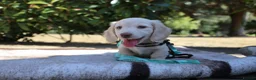 Miniature Dachshund dogs for sale: EXCEPTIONAL KC CREAM & BLACK/CREAM PUPPIES  - Advert 12