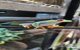 Frog reptiles for sale: Rey eyes tree frog - Image 1