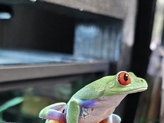 Frog reptiles - Advert 19