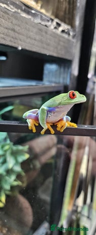Frog reptiles - Advert 4