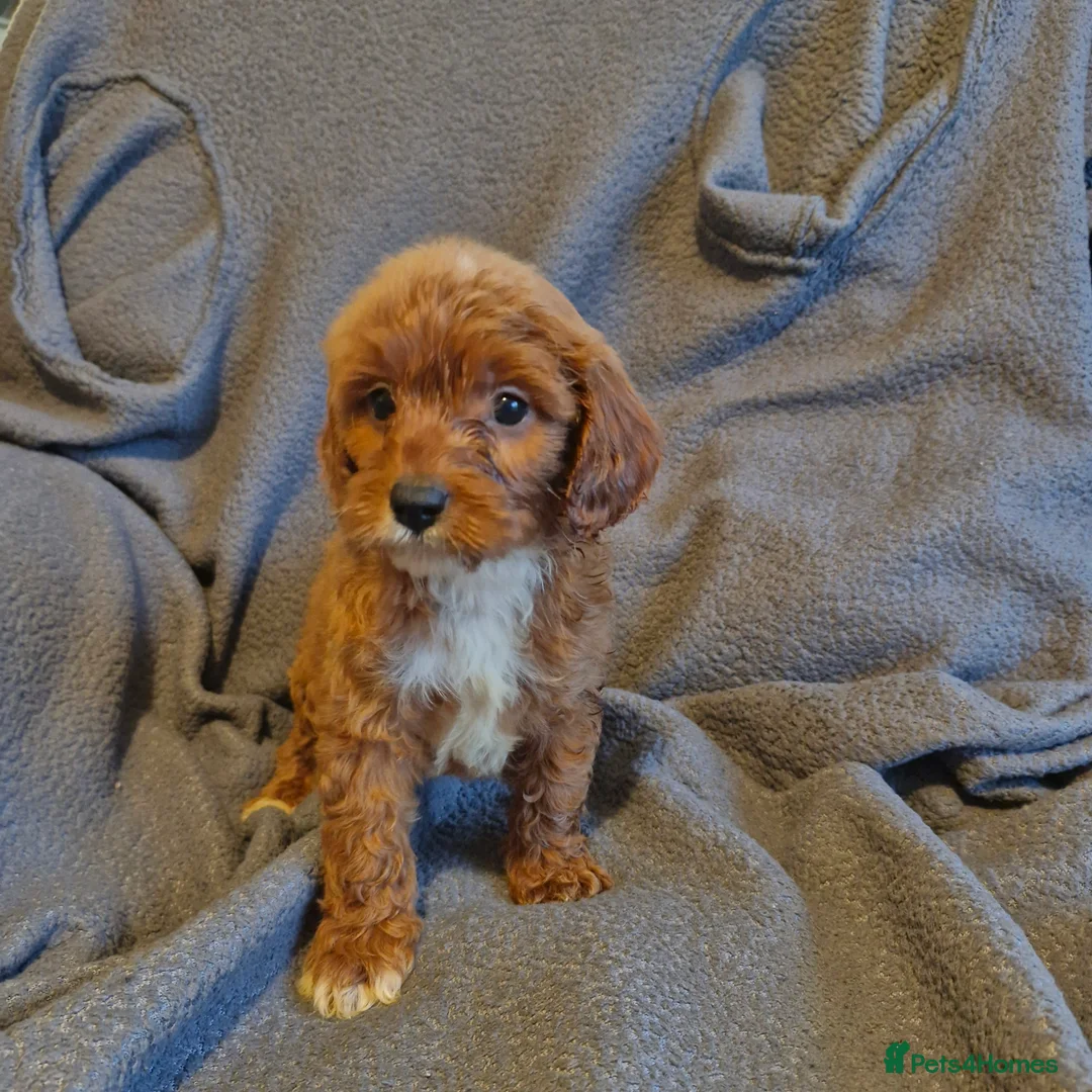 Cavapoo dogs for sale: Cavapoo  - Advert 1