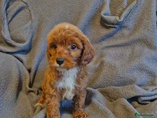 Cavapoo dogs Cavapoo - Advert 1