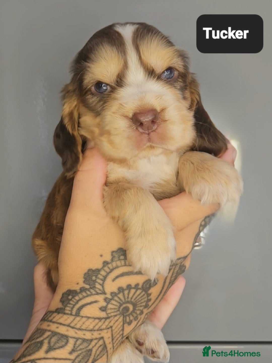 Cocker Spaniel dogs for sale: Exceptional Pedigree Kc Champion Show Cockers - Image 13