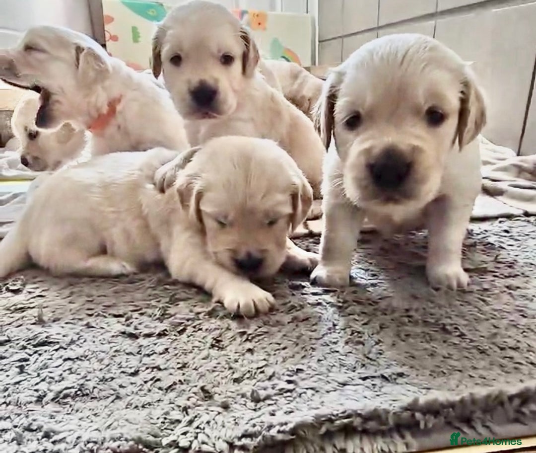 Golden Retriever dogs for sale: Beautiful KC Golden Retriever Babies  - Image 18