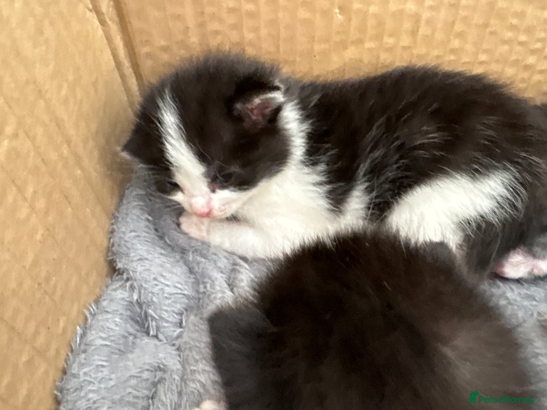 Turkish Van cats for sale: Black and white kittens last boy left  - Image 10