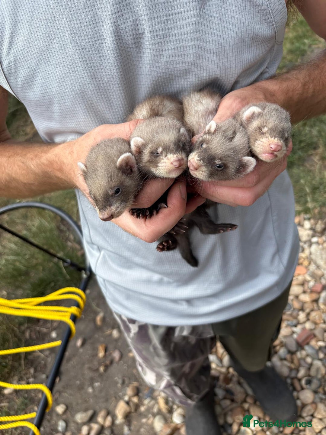 Mixed Breed livestock for sale: Ferrets  - Image 1