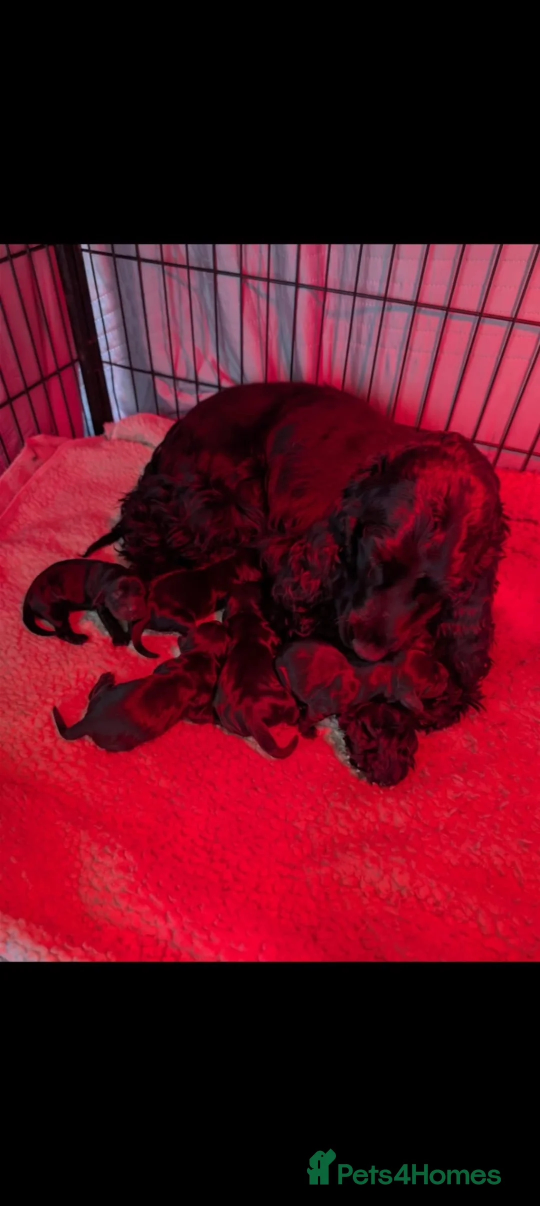 Cocker Spaniel dogs for sale: 4 month old show type cocker spaniel  - Advert 2