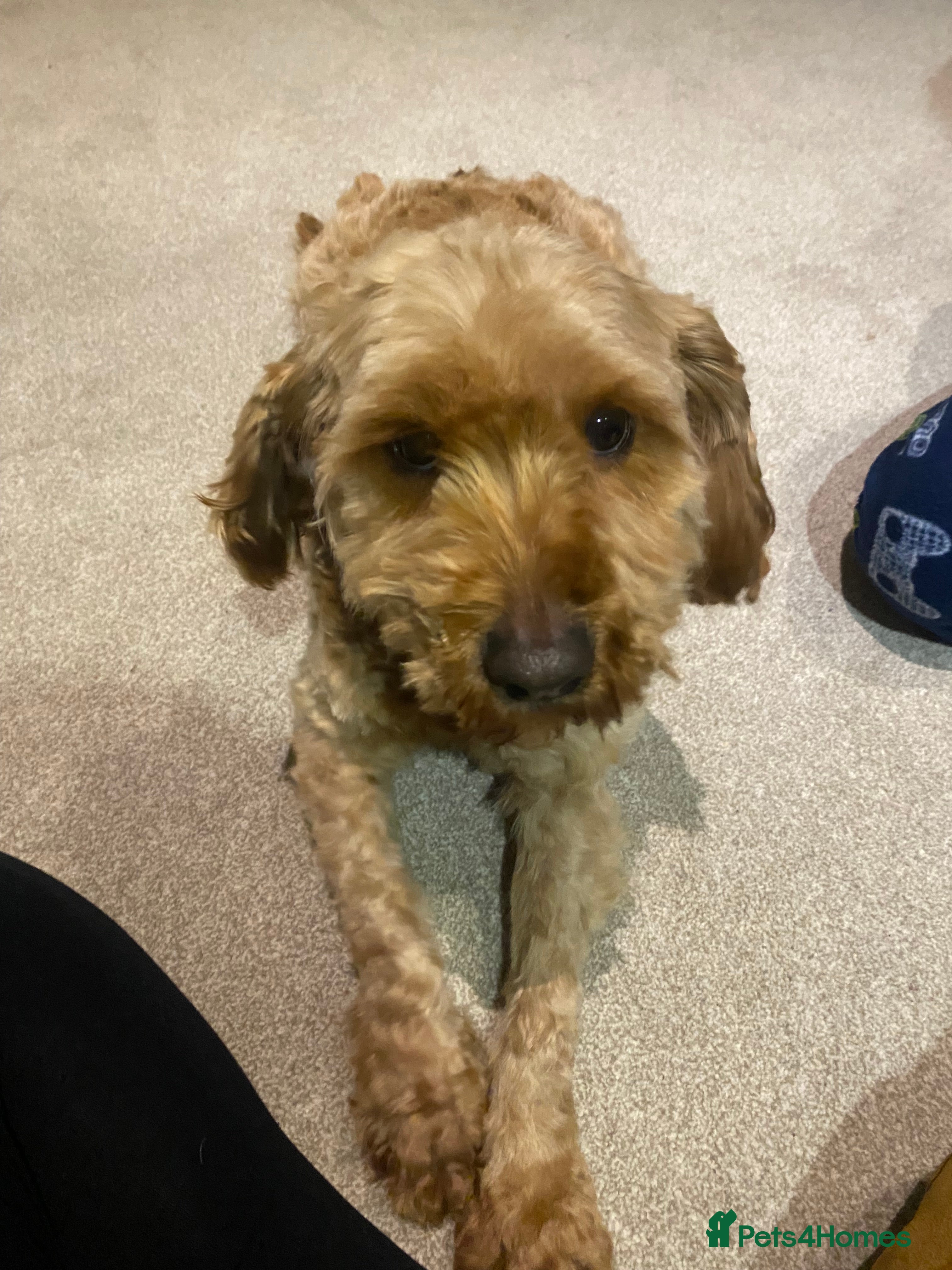 Cavapoo dogs 3 year old Cavapoo looking for loving forever home - Advert 13