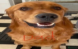 Golden Retriever dogs for sale: 6 beautiful golden retriever pups - Image 15