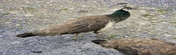Peafowl poultry for sale: Peafowl - Peahens - Peahen- Peacock in Caernarfon - Advert 3