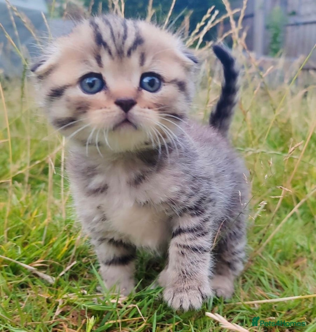 Scottish Fold cats for sale: 🆘🆘READY!🆘🆘Scottish shorthair  - Image 8