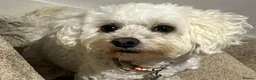 Maltipoo dogs for sale: Gorgeous, loving Abby in Northolt - Advert 2