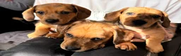 Chiweenie dogs for sale: 5 beautiful mini dachshund x chihuahua puppies - Advert 20