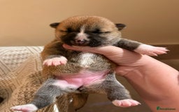 Japanese Shiba Inu dogs for sale: beautiful red Japanese Shiba Inu puppies  - Image 10