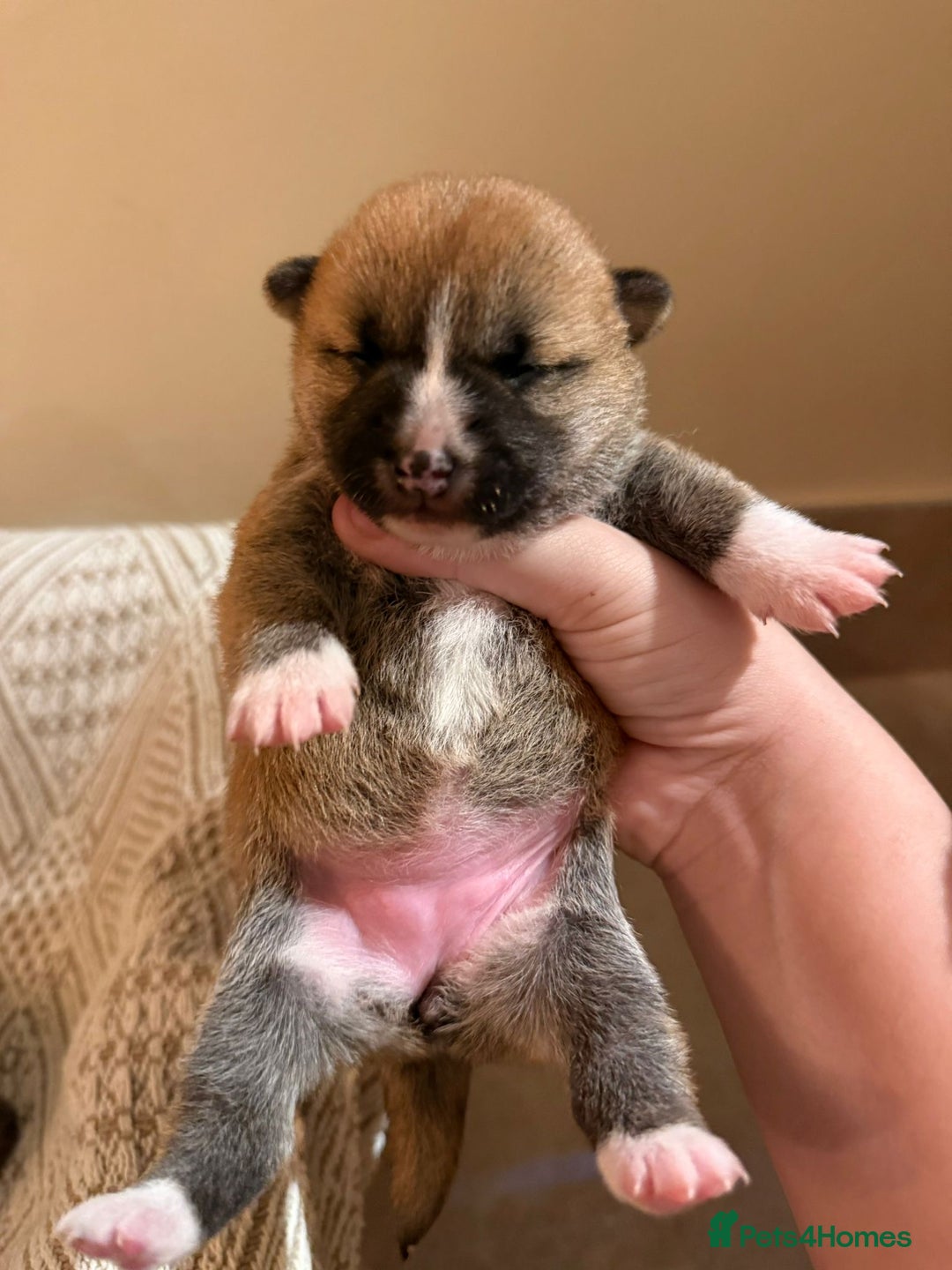 Japanese Shiba Inu dogs for sale: beautiful red Japanese Shiba Inu puppies  - Image 10