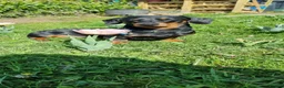 Miniature Dachshund dogs for stud: Miniature Smooth Dachshund in Cinderford - Advert 6