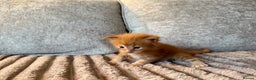 Maine Coon cats for sale: Beautiful Maine Coon Kittens - Advert 5