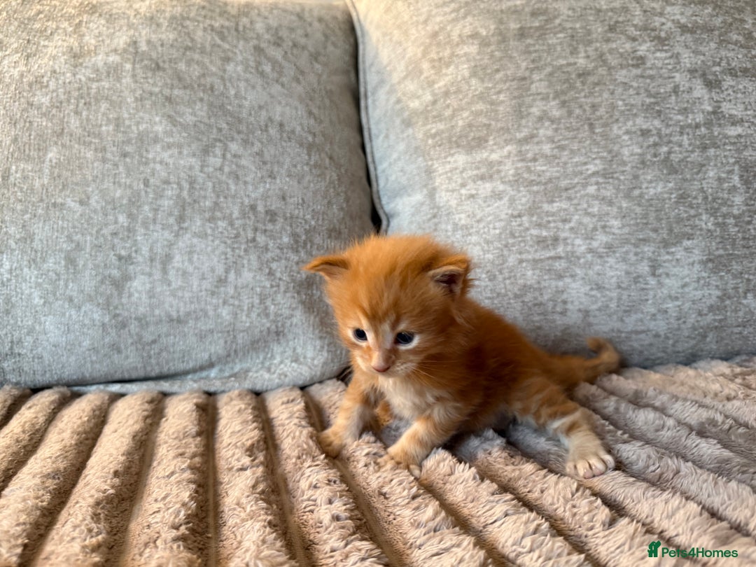Maine Coon cats for sale: Beautiful Maine Coon Kittens - Advert 5