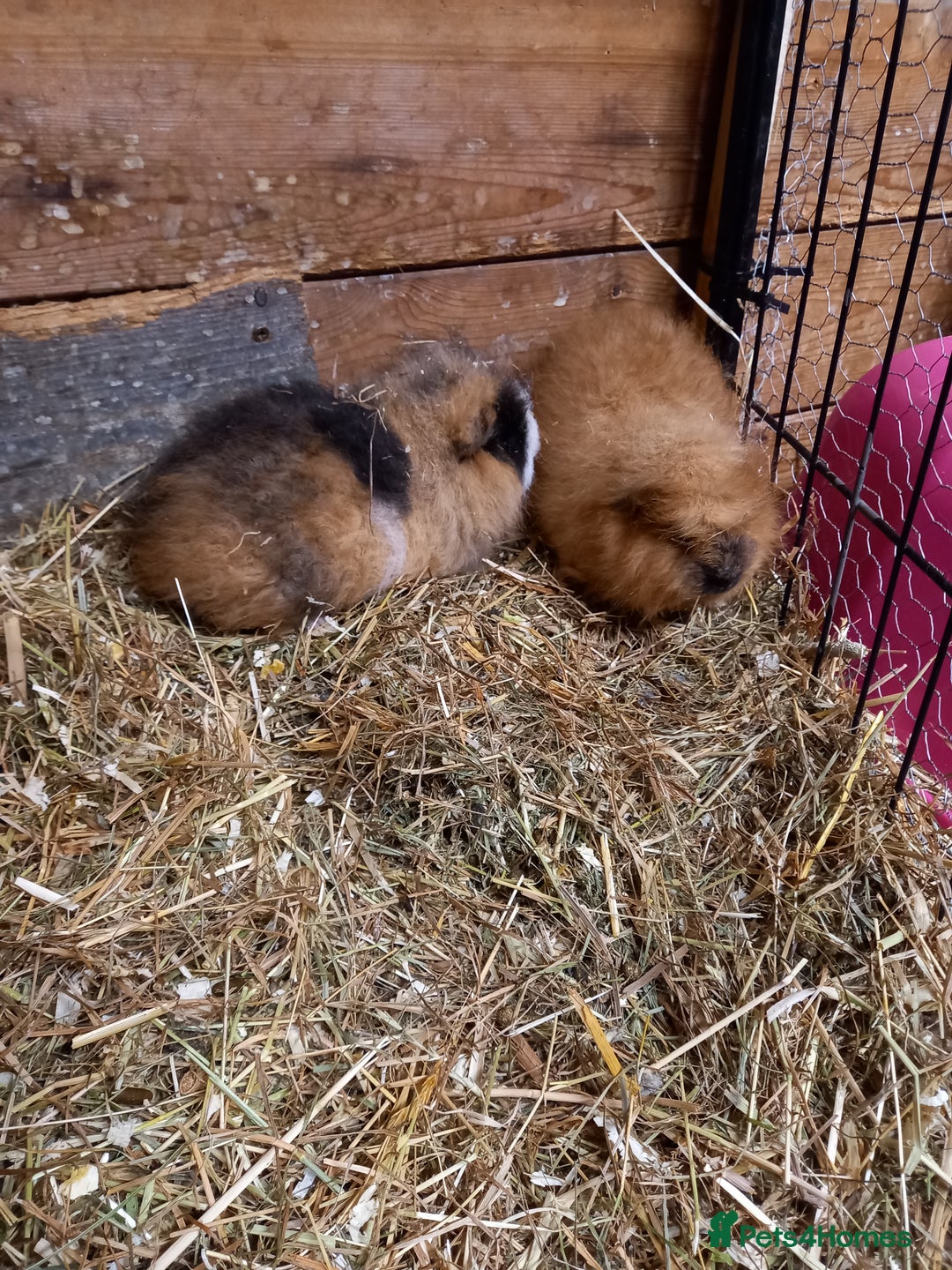Guinea Pig rodents for sale: Swiss baby guinea-pigs  - Advert 19