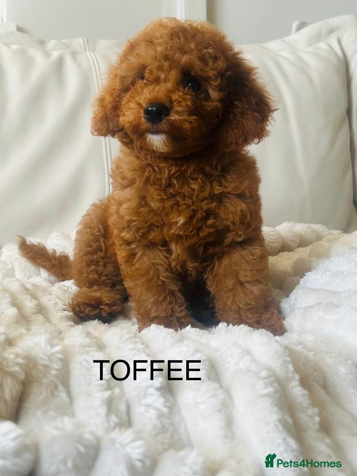 Cavapoo dogs Ready to leave Deep red curly toy Cavapoos 🐾 - Advert 2