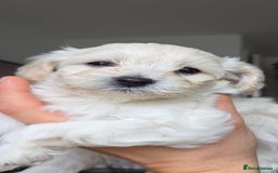 Maltipoo dogs for sale: Maltipoo Puppies  - Image 2