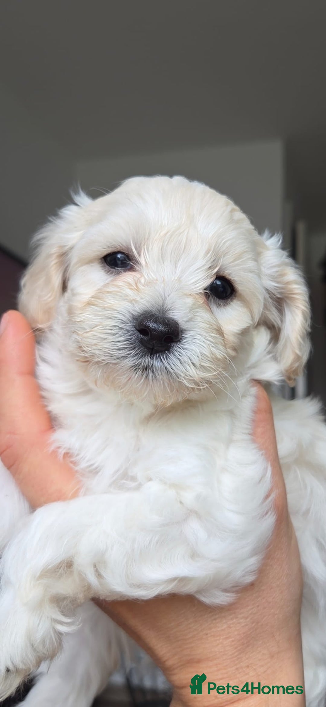 Maltipoo dogs for sale: Maltipoo Puppies  - Image 2