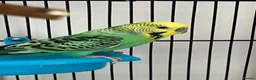 Budgerigars birds for sale: 2 beautiful baby budgies for sale in Stoke-on-Trent - Advert 2