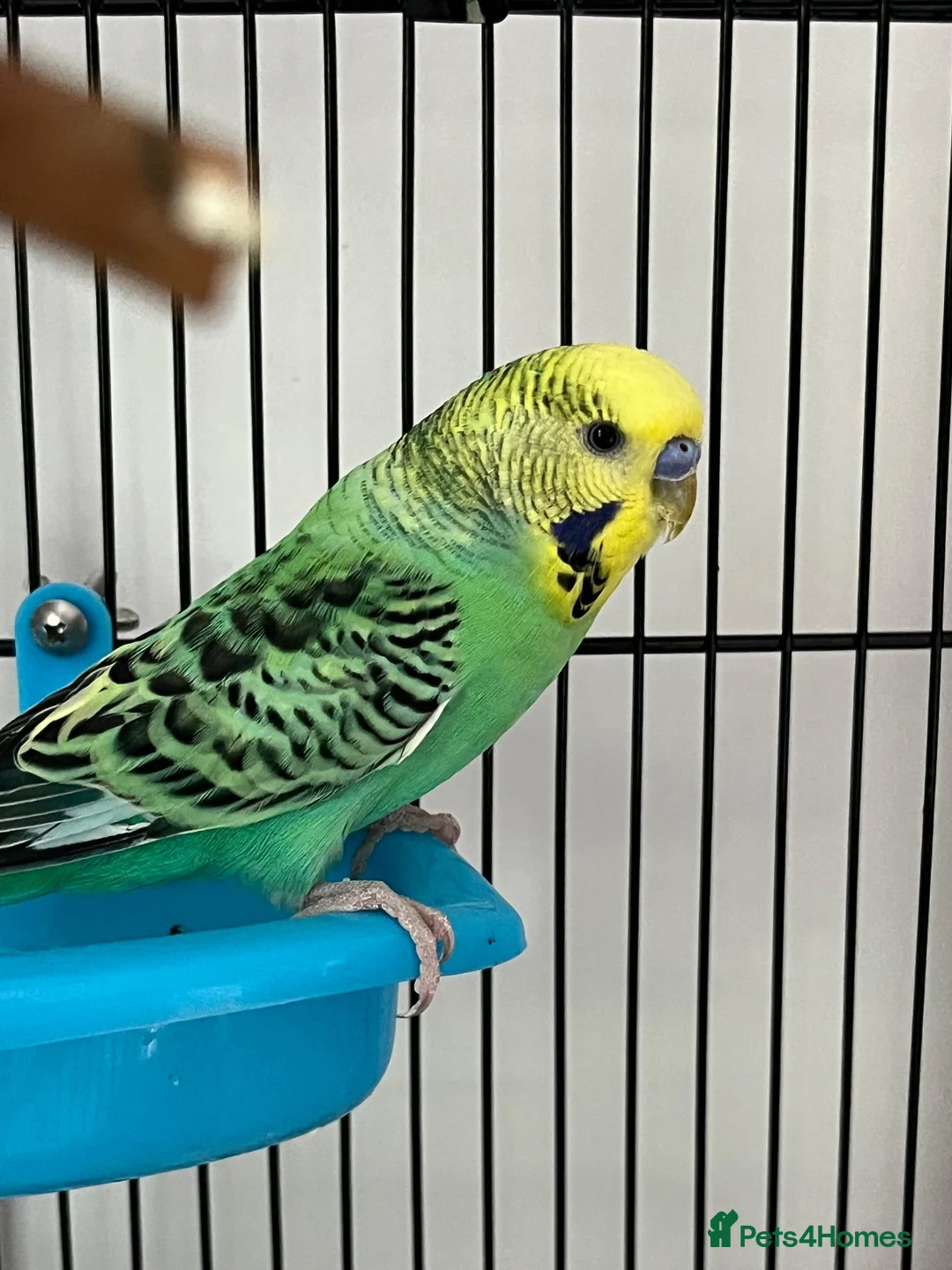 Budgerigars birds for sale: 2 beautiful baby budgies for sale in Stoke-on-Trent - Advert 2