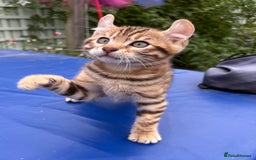 Keetso cats for sale: Rare curled eared rosetted keetso male  - Advert 22