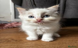 Ragdoll cats for sale: 8 gorgeous ragdoll kitten - Image 4