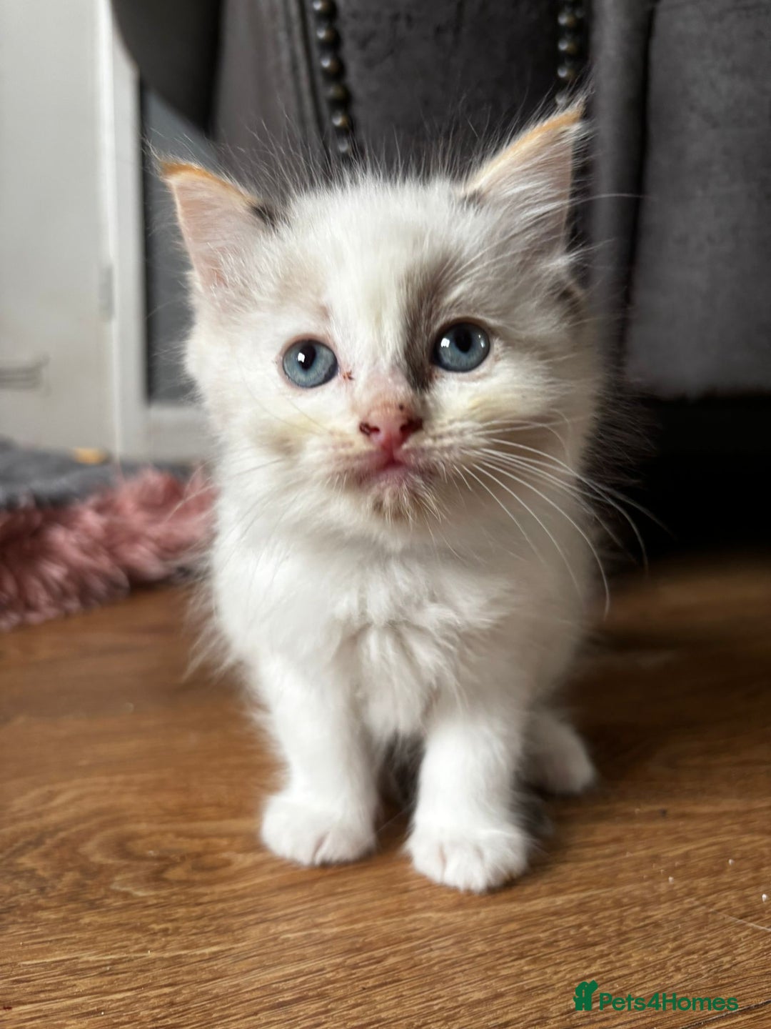 Ragdoll cats for sale: 8 gorgeous ragdoll kitten - Image 4