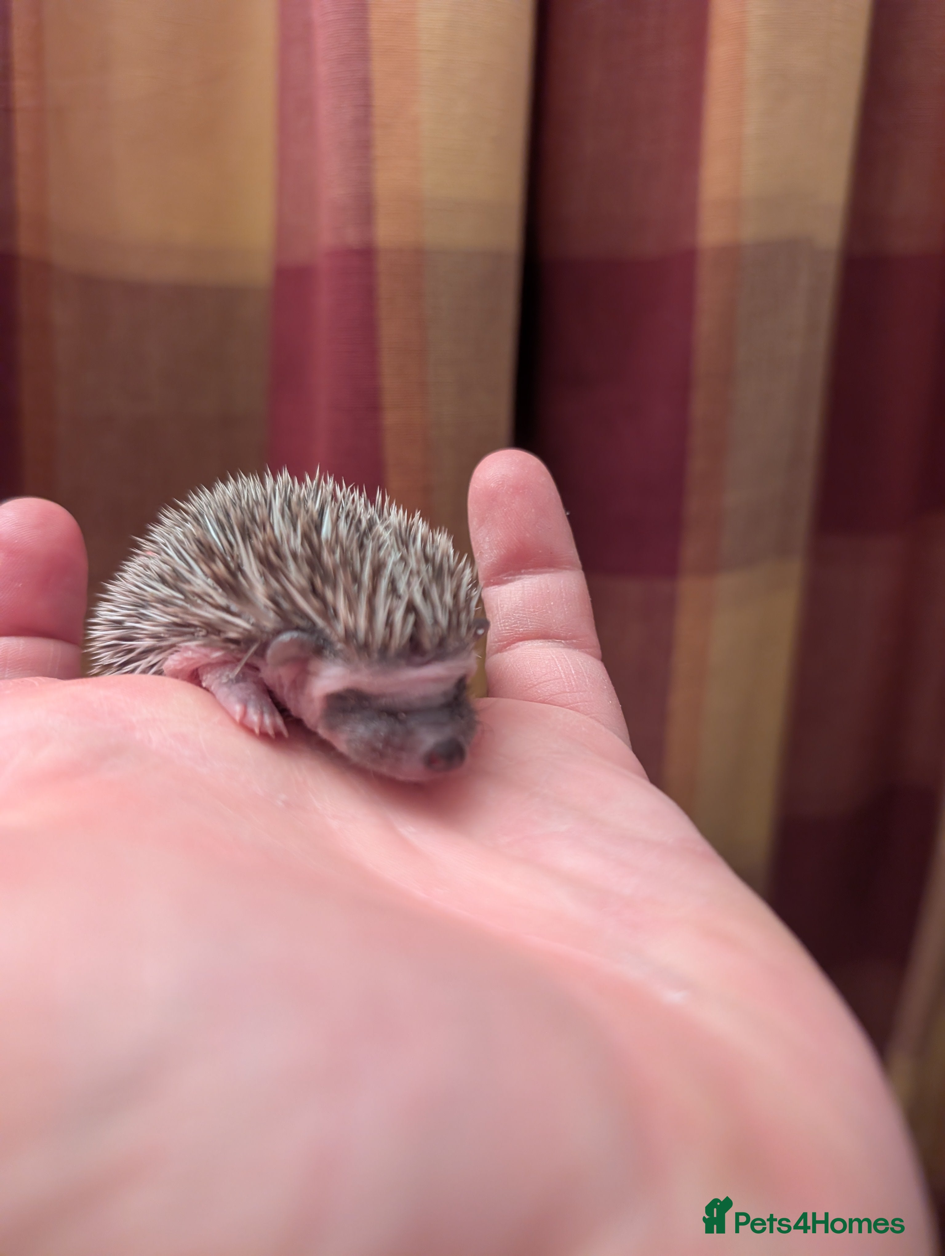 Pygmy Hedgehog rodents Happy babies  - Advert 2