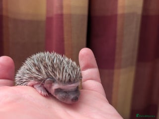 Pygmy Hedgehog rodents Happy babies - Advert 2