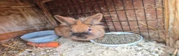 Lionhead rabbits for sale: Lion head bucks  in Durham - Advert 2