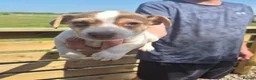 Jack Russell dogs for sale: Miniature Jack Russell puppies  - Advert 6