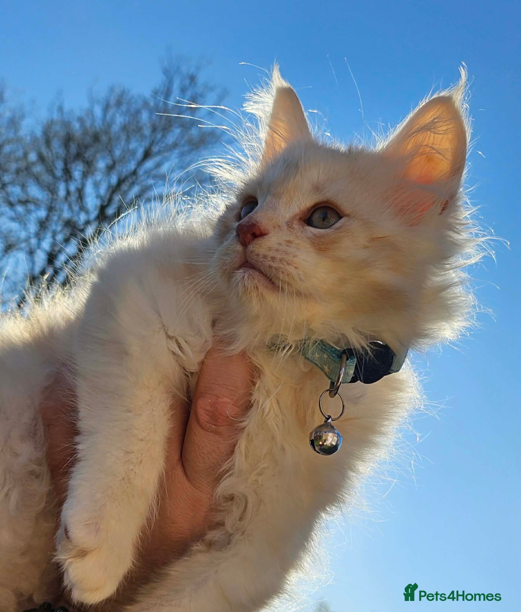 Maine Coon cats XXL Exceptional Pedigree Kittens Russian line - Advert 7