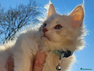 Maine Coon cats XXL Exceptional Pedigree Kittens Russian line - Advert 7