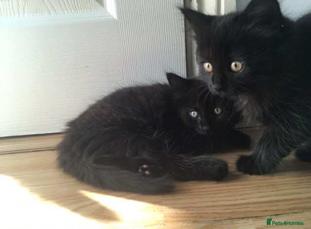 Mixed Breed cats for sale: 3 black kittens for sale  - Image 3