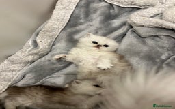 Persian cats for sale: Persian kittens - Image 9