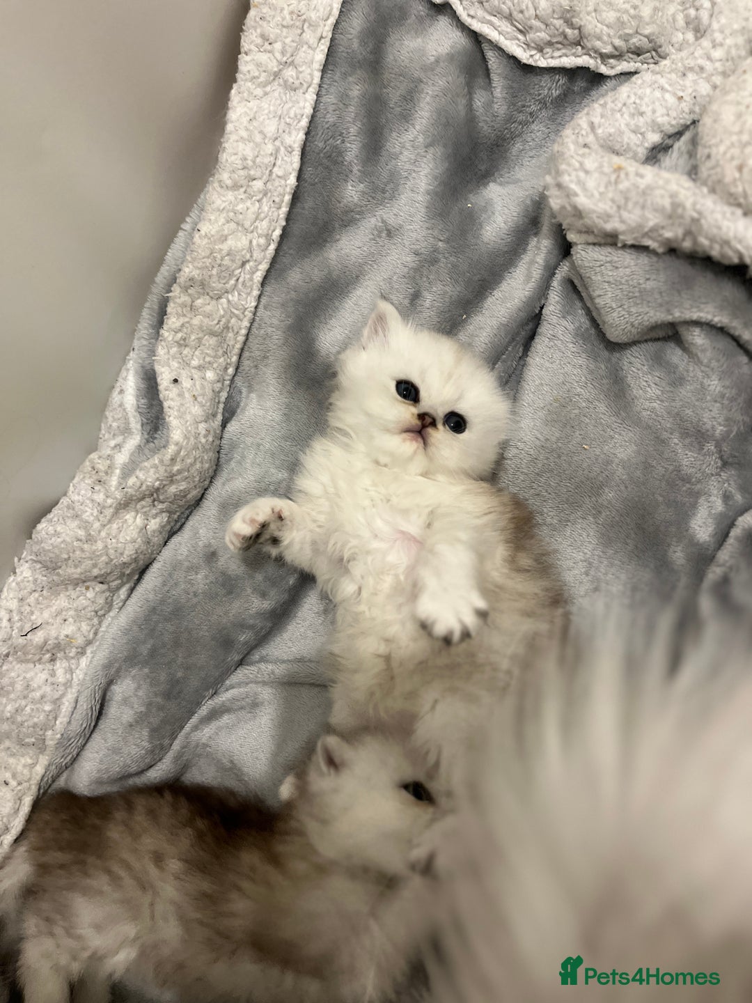 Persian cats for sale: Persian kittens - Image 9