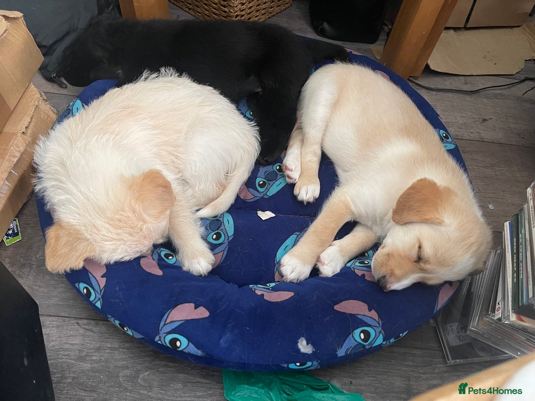 Mixed Breed dogs for sale: Lovely Cockapoo Huskie Cross Male Puppies - Image 8