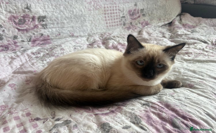 Siamese cats - Advert 1