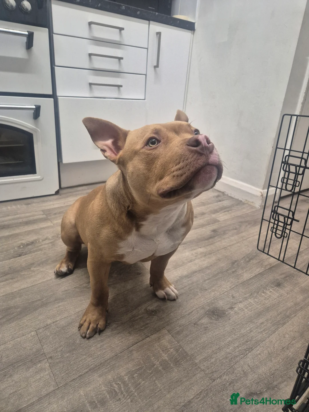 American Bulldog dogs for sale: Sugar Cane - Advert 5