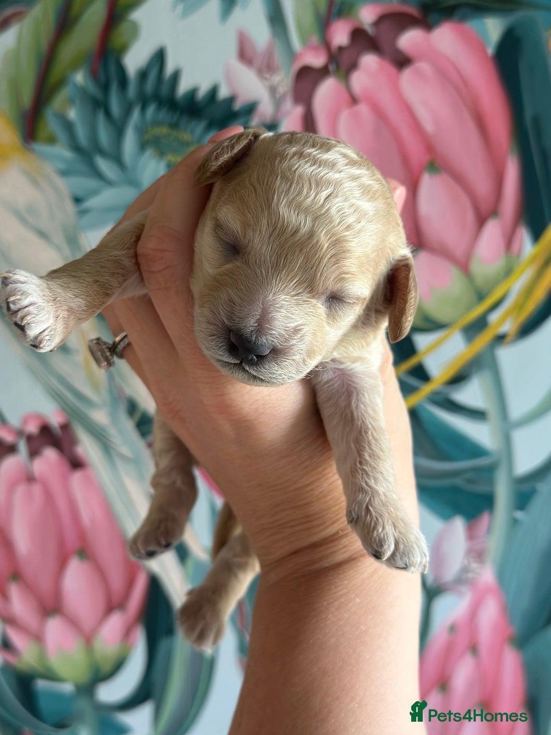 Cockapoo dogs for sale: Cockapoo puppies - Image 7