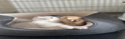 Scottish Fold cats for sale: Adorable Scottish fold kittens  - Advert 6